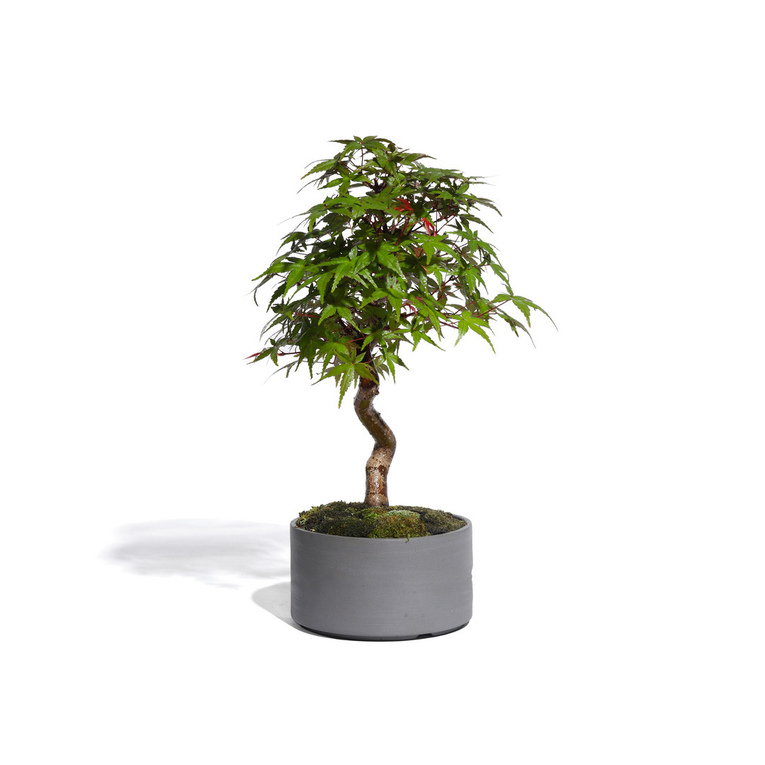 もみじ -Japanese maple- （推定樹齢10年）-M0019-｜TRADMAN'S BONSAI